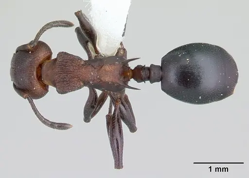 Atopomyrmex mocquerysi specimen CASENT0178285 image casent0178285_1