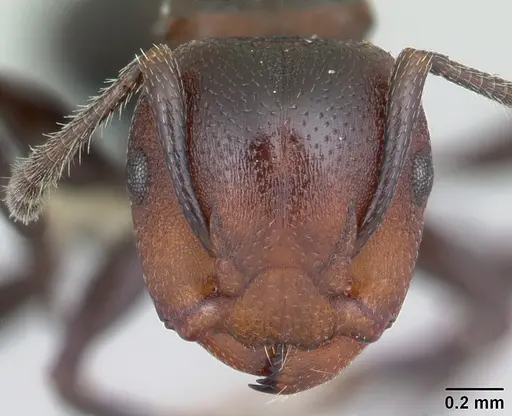 Atopomyrmex mocquerysi specimen CASENT0178285 image casent0178285_2