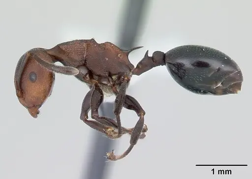 Atopomyrmex mocquerysi specimen CASENT0178285 image casent0178285_3