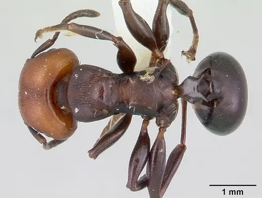 Atopomyrmex mocquerysi specimen CASENT0178286 image casent0178286_1