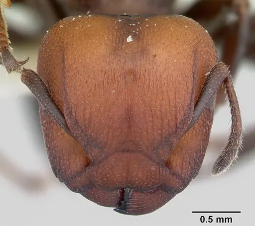 Atopomyrmex mocquerysi specimen CASENT0178286 image casent0178286_2