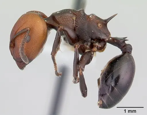 Atopomyrmex mocquerysi specimen CASENT0178286 image casent0178286_3