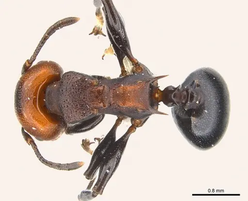Atopomyrmex mocquerysi specimen CASENT0217085 image casent0217085_1