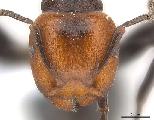 Atopomyrmex mocquerysi specimen CASENT0217085 image casent0217085_2