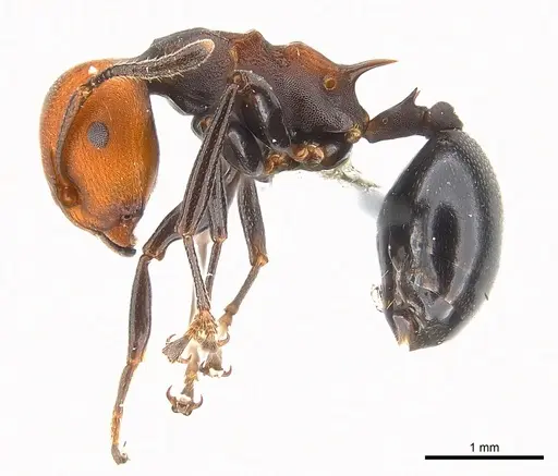 Atopomyrmex mocquerysi specimen CASENT0217085 image casent0217085_3