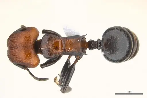 Atopomyrmex mocquerysi specimen CASENT0217086 image casent0217086_1