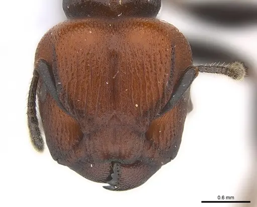 Atopomyrmex mocquerysi specimen CASENT0217086 image casent0217086_2