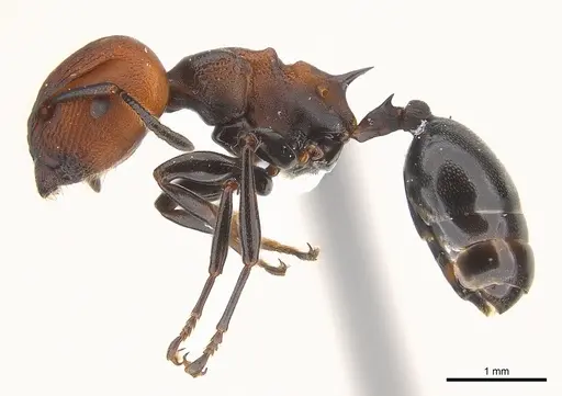 Atopomyrmex mocquerysi specimen CASENT0217086 image casent0217086_3