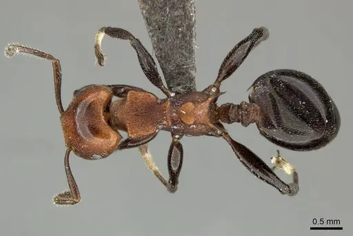 Atopomyrmex mocquerysi specimen CASENT0235367 image casent0235367_1