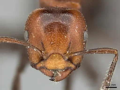 Atopomyrmex mocquerysi specimen CASENT0235367 image casent0235367_2