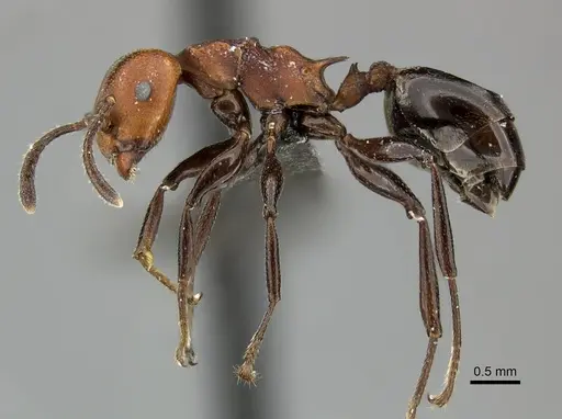 Atopomyrmex mocquerysi specimen CASENT0235367 image casent0235367_3