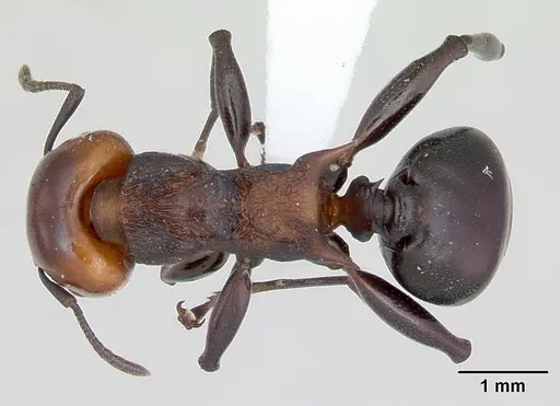 Atopomyrmex mocquerysi specimen CASENT0415562 image casent0415562_1