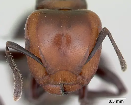 Atopomyrmex mocquerysi specimen CASENT0415562 image casent0415562_2