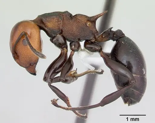 Atopomyrmex mocquerysi specimen CASENT0415562 image casent0415562_3
