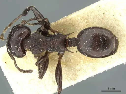 Atopomyrmex mocquerysi specimen CASENT0912872 image casent0912872_1