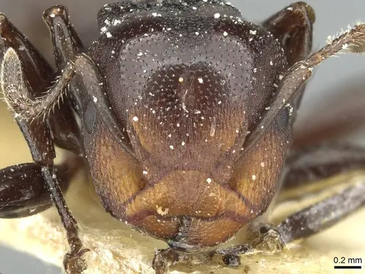 Atopomyrmex mocquerysi specimen CASENT0912872 image casent0912872_2