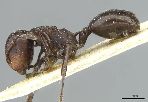 Atopomyrmex mocquerysi specimen CASENT0912872 image casent0912872_3