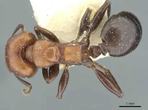 Atopomyrmex mocquerysi specimen CASENT0912873 image casent0912873_1