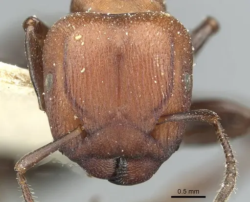 Atopomyrmex mocquerysi specimen CASENT0912873 image casent0912873_2