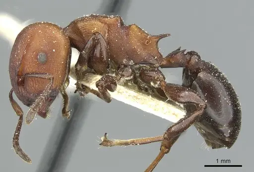 Atopomyrmex mocquerysi specimen CASENT0912873 image casent0912873_3