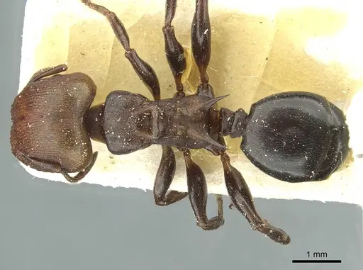 Atopomyrmex mocquerysi specimen CASENT0912874 image casent0912874_1