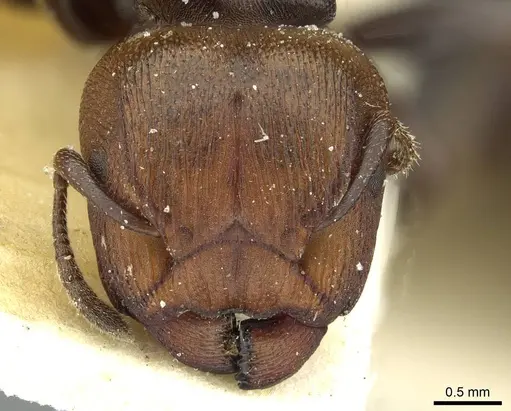 Atopomyrmex mocquerysi specimen CASENT0912874 image casent0912874_2