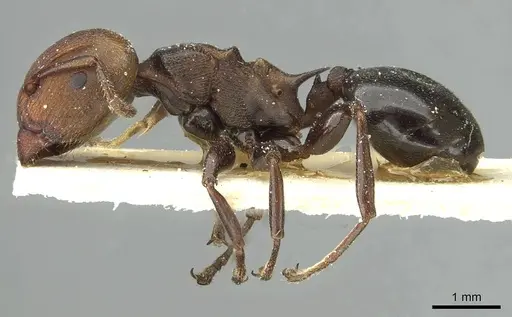 Atopomyrmex mocquerysi specimen CASENT0912874 image casent0912874_3