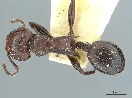 Atopomyrmex mocquerysi specimen CASENT0912875 image casent0912875_1