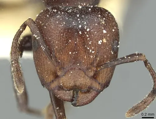 Atopomyrmex mocquerysi specimen CASENT0912875 image casent0912875_2