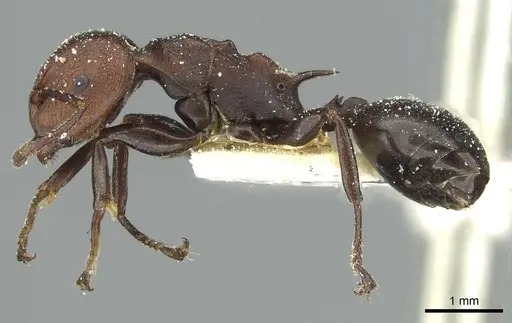 Atopomyrmex mocquerysi specimen CASENT0912875 image casent0912875_3