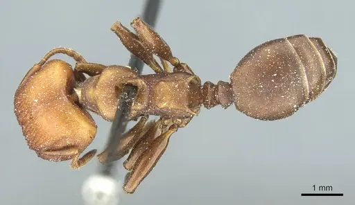 Atopomyrmex mocquerysi specimen CASENT0912876 image casent0912876_1