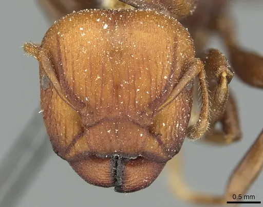 Atopomyrmex mocquerysi specimen CASENT0912876 image casent0912876_2