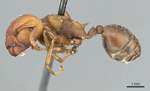 Atopomyrmex mocquerysi specimen CASENT0912876 image casent0912876_3