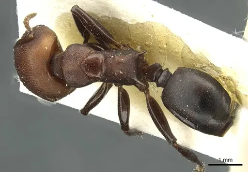 Atopomyrmex mocquerysi specimen CASENT0912877 image casent0912877_1