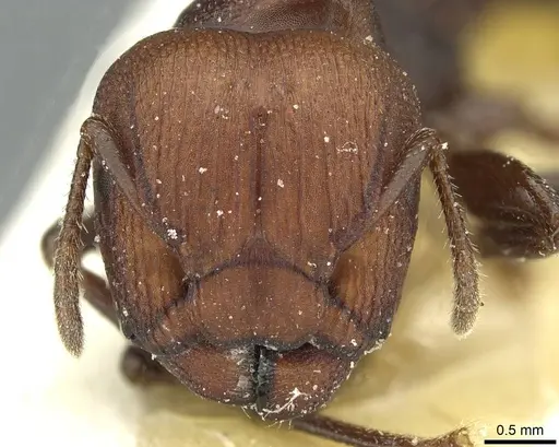 Atopomyrmex mocquerysi specimen CASENT0912877 image casent0912877_2