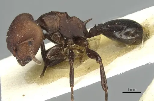 Atopomyrmex mocquerysi specimen CASENT0912877 image casent0912877_3
