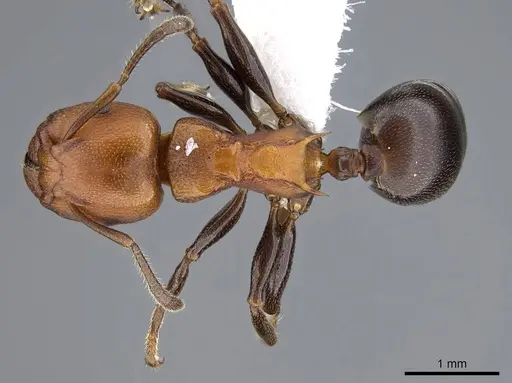 Atopomyrmex mocquerysi specimen CASENT0914957 image casent0914957_1