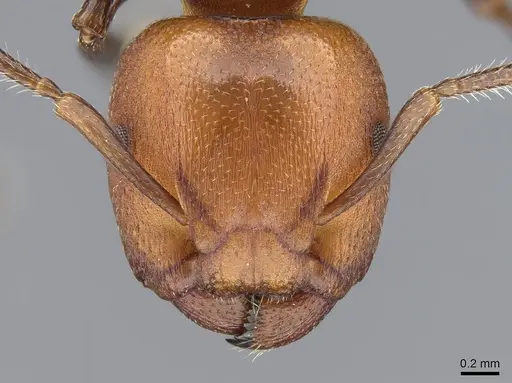 Atopomyrmex mocquerysi specimen CASENT0914957 image casent0914957_2