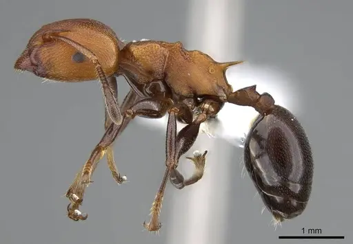 Atopomyrmex mocquerysi specimen CASENT0914957 image casent0914957_3
