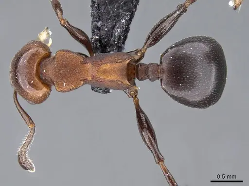 Atopomyrmex mocquerysi specimen CASENT0914958 image casent0914958_1
