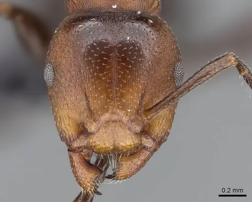 Atopomyrmex mocquerysi specimen CASENT0914958 image casent0914958_2