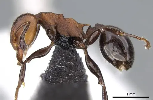 Atopomyrmex mocquerysi specimen CASENT0914958 image casent0914958_3