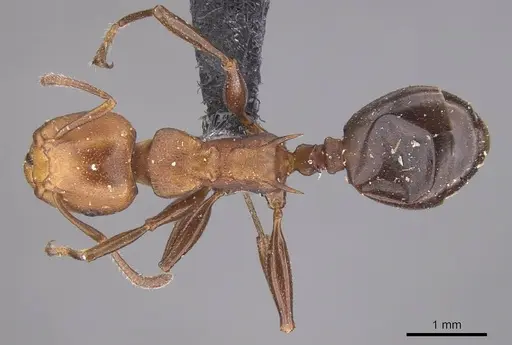 Atopomyrmex mocquerysi specimen CASENT0915403 image casent0915403_1