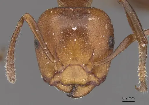 Atopomyrmex mocquerysi specimen CASENT0915403 image casent0915403_2