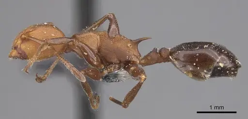 Atopomyrmex mocquerysi specimen CASENT0915403 image casent0915403_3