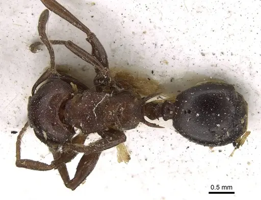 Atopomyrmex mocquerysi specimen CASENT0922226 image casent0922226_1