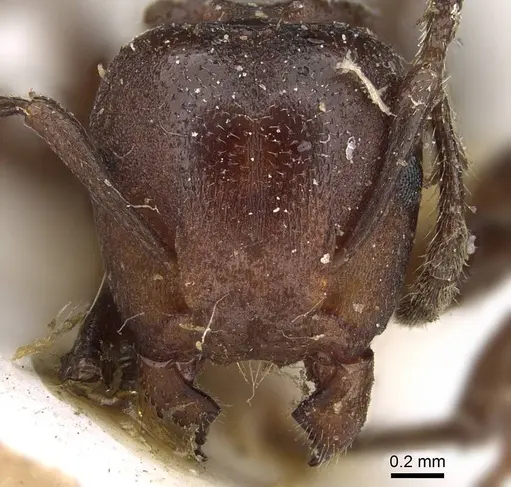 Atopomyrmex mocquerysi specimen CASENT0922226 image casent0922226_2