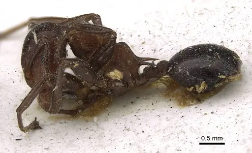 Atopomyrmex mocquerysi specimen CASENT0922226 image casent0922226_3
