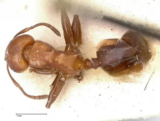 Atopomyrmex mocquerysi specimen FOCOL0482 image focol0482_1
