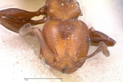 Atopomyrmex mocquerysi specimen FOCOL0482 image focol0482_2